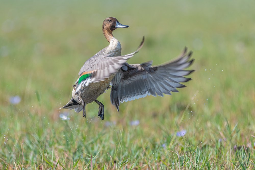 Photograph by Santosh Mahalik