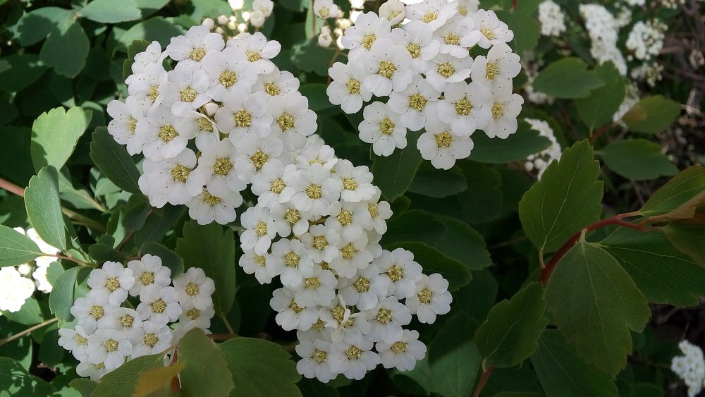Photo #5265631