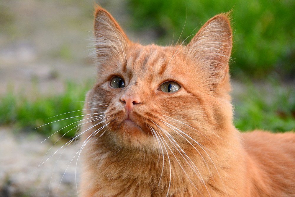 Фотография автора Valery