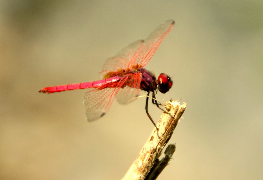 Photograph by krunal mistry