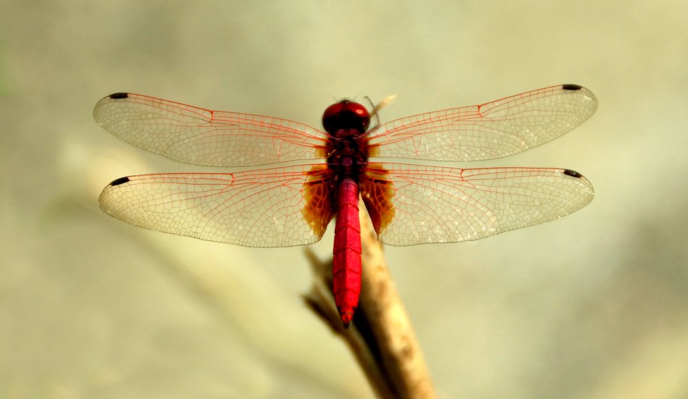 Photograph by krunal mistry