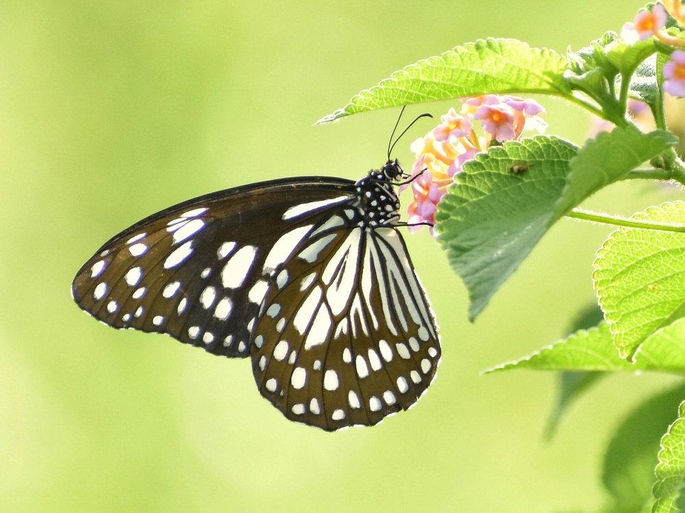 Photograph by Sameer Das