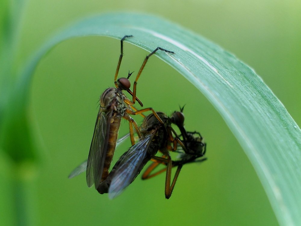 Ешь, я подержу