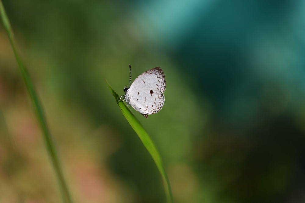 Common quaker butterfly