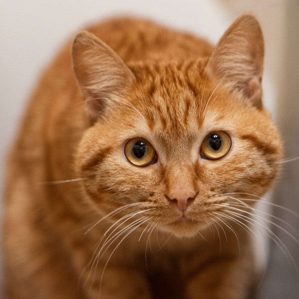 Photograph by Вероника Раевская