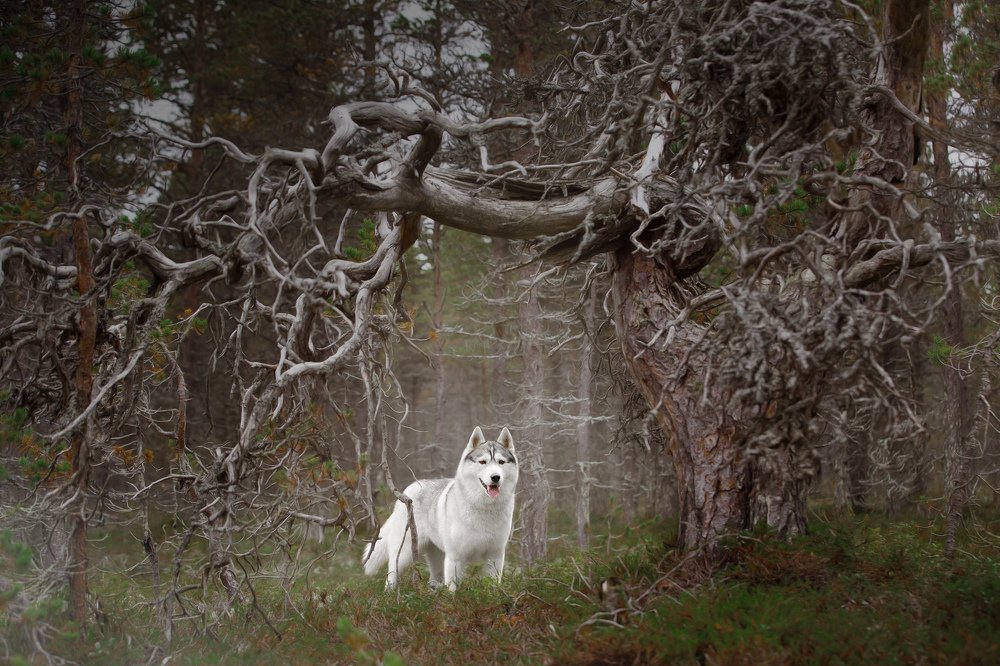 Photograph by Лана Полякова