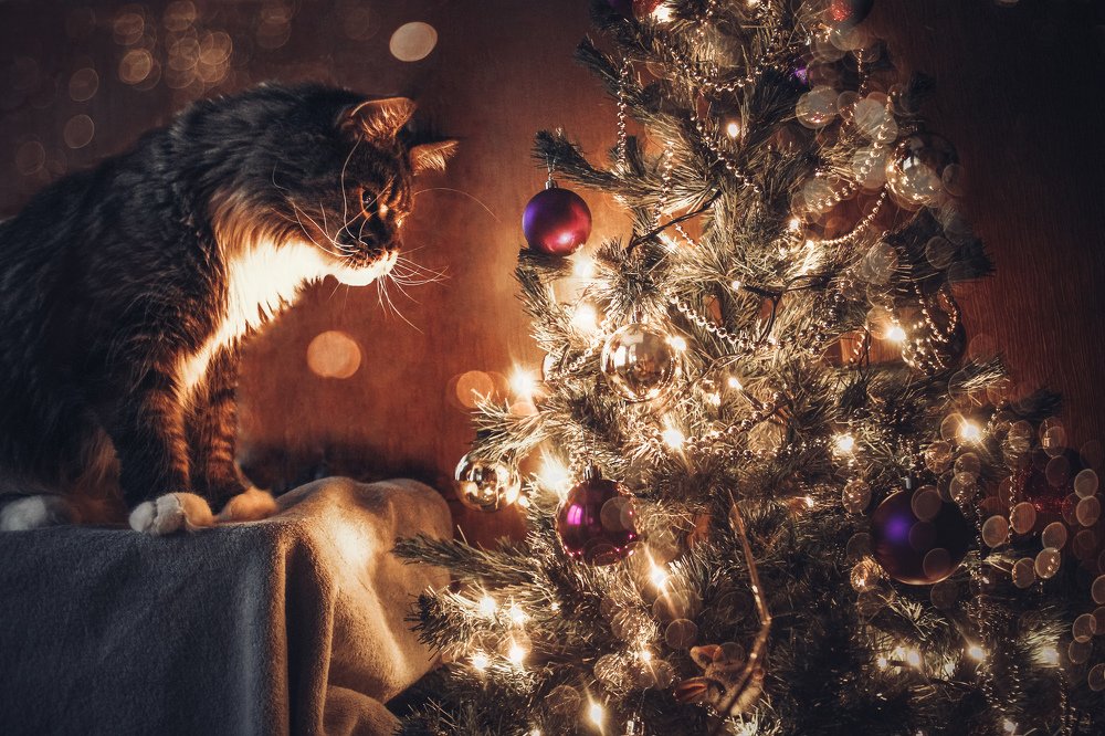 Photograph by Екатерина Фурсова