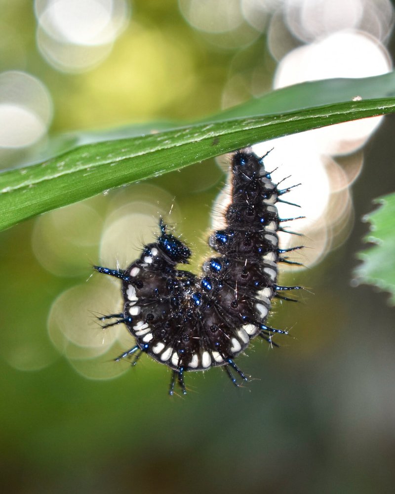 Getting ready for pupation