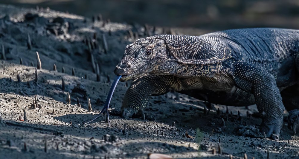 Photograph by Dipanjan Nath