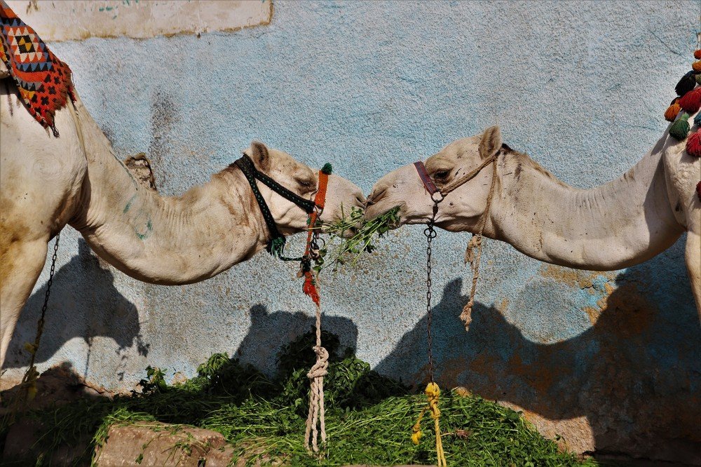 Photograph by Андрей Телибаев