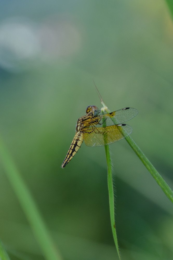 Photograph by Prawin Subba
