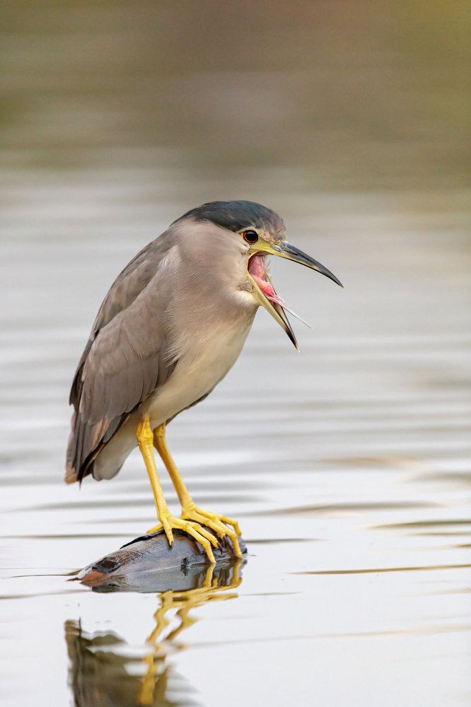 Кваква или ночная цапля