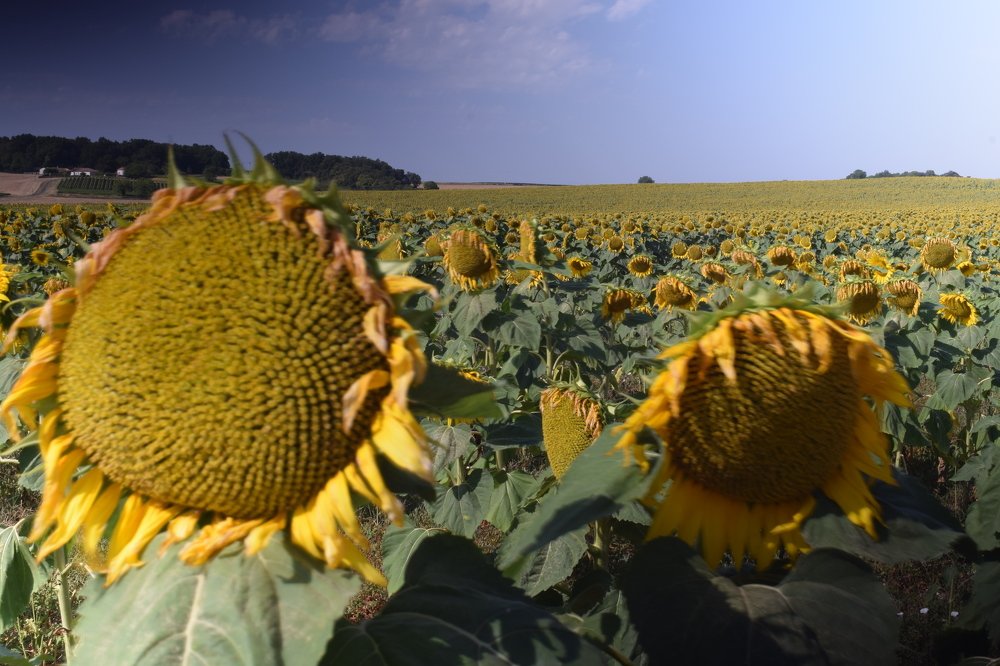 Photograph by Tendero