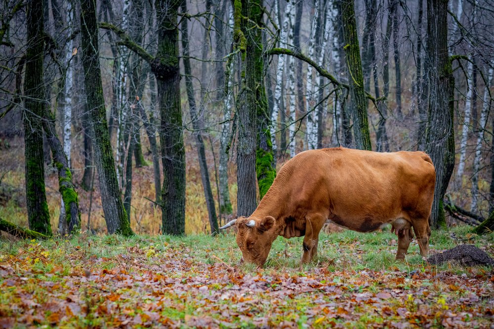 Осенняя буренка.