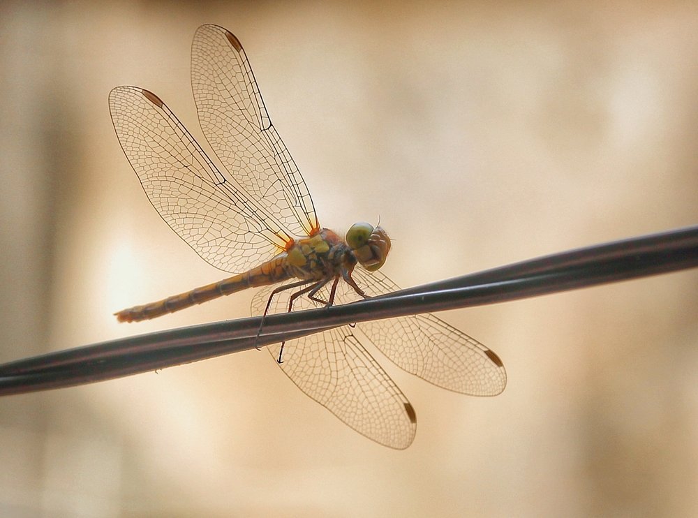 Photograph by Владимир Осипов