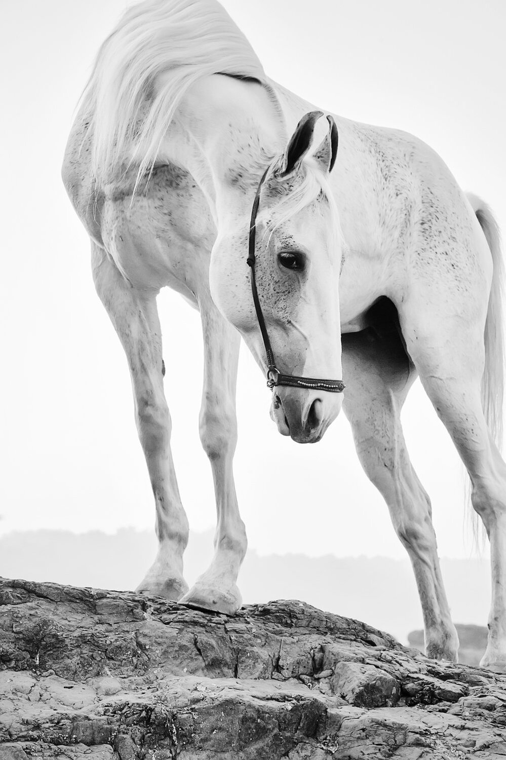 MArwari horse. INDIA