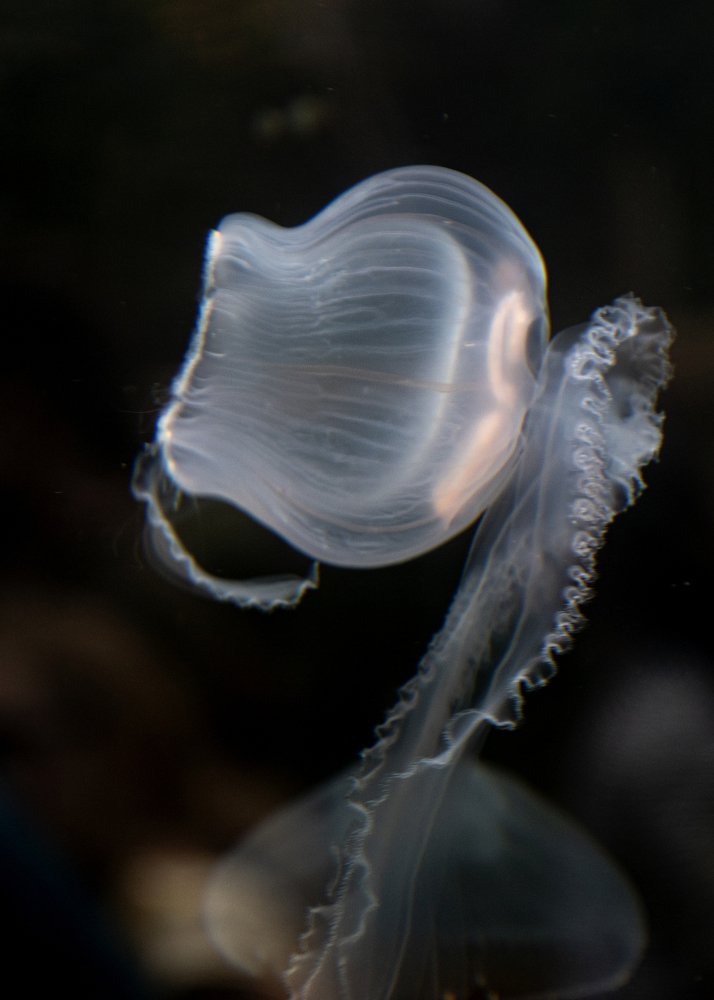 Photograph by Ashling Hayes