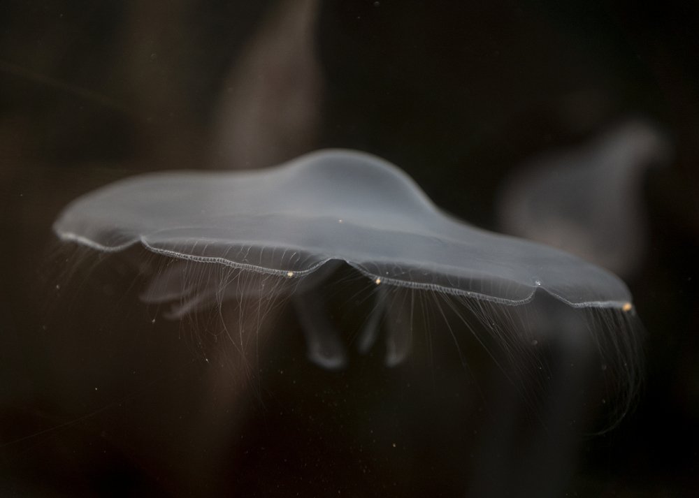 Photograph by Ashling Hayes