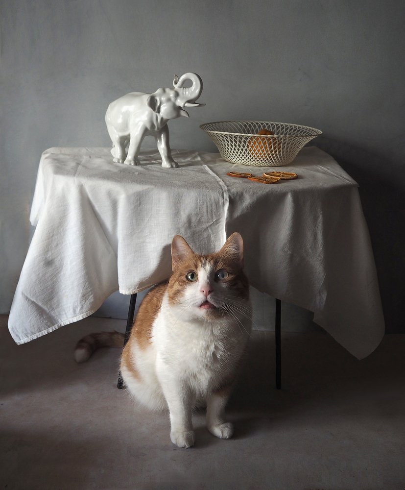 Фотография автора Vera Eremeeva