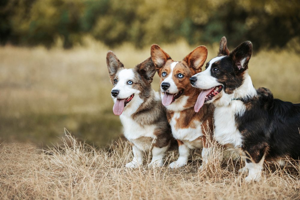 Photograph by Марина Колобанова