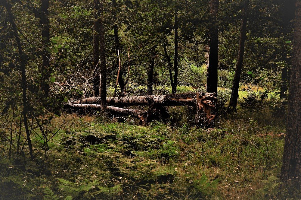 Photograph by Алекскандр Фатеев