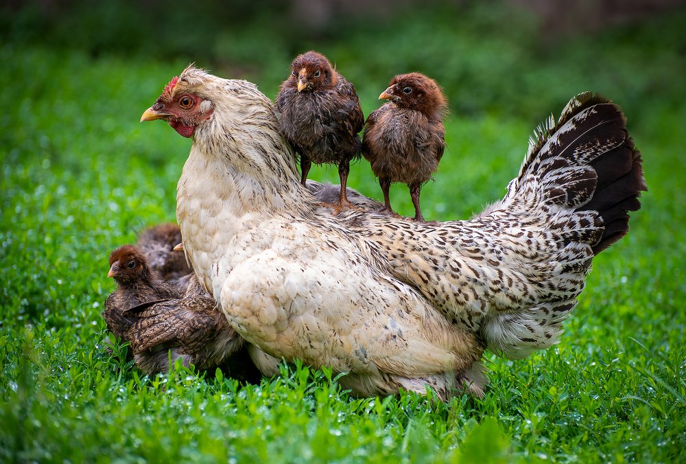 Photograph by Алексей Мистрюков