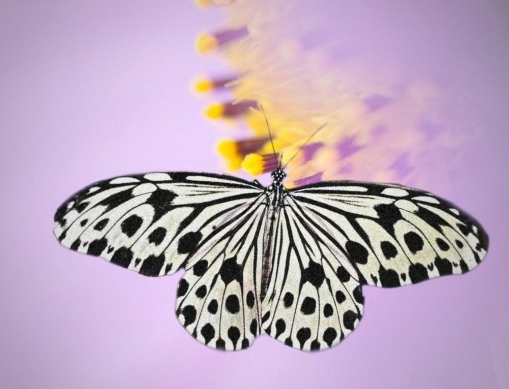 Macro Photography Of a Nymphalidae Butterfly