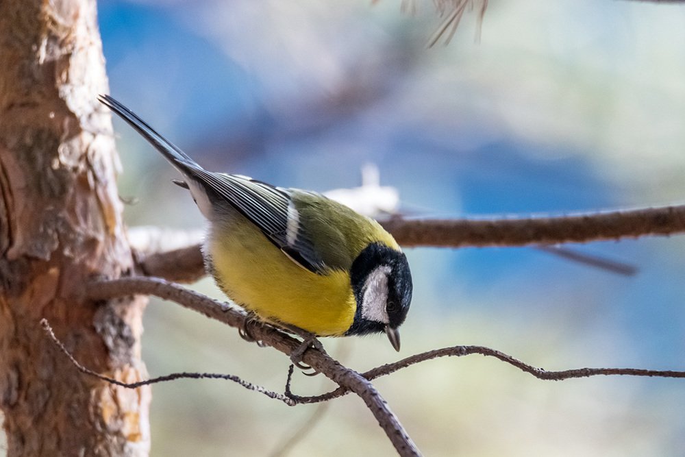 Photograph by Игорь Боголюбов