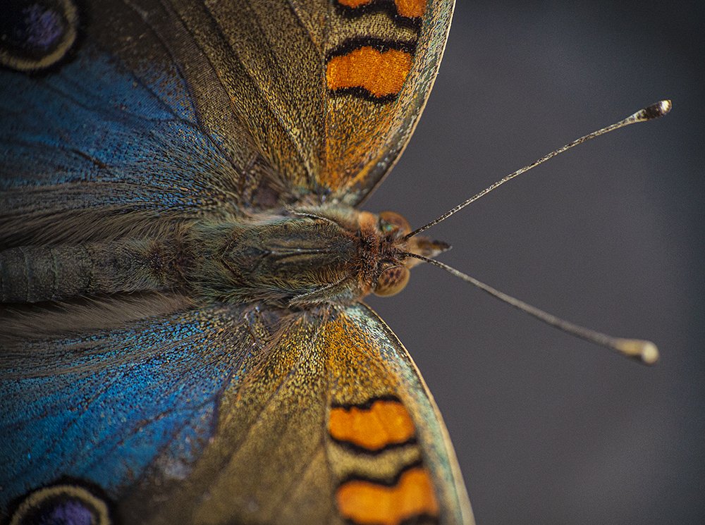 Photograph by eli gesualdo