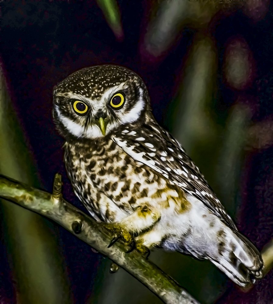 Photograph by Rahuldeb Bhattacharya