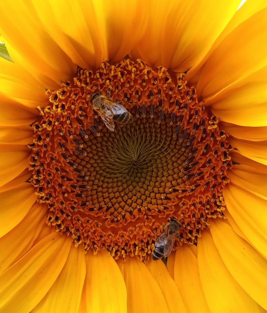 Photograph by Ланская Светлана