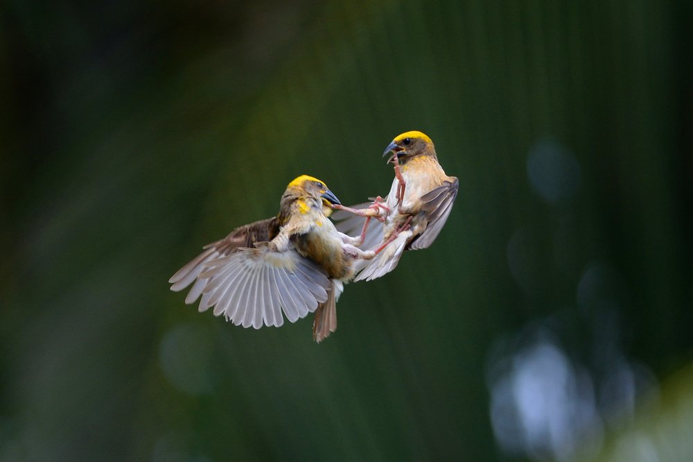 Photograph by Anirban Ghosh