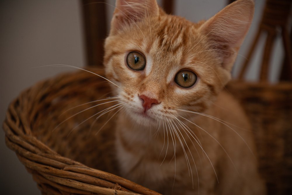 Photograph by Екатерина Семенова