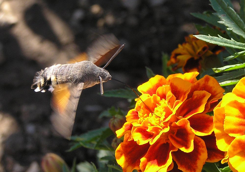 Photograph by Ирина Арканова