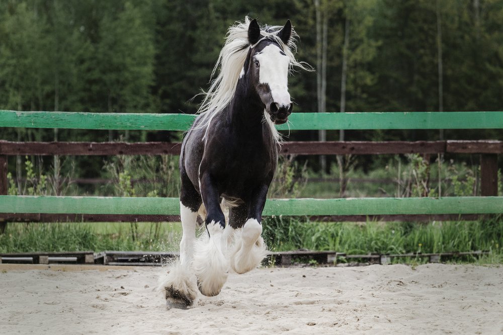 Photograph by Елена Левина