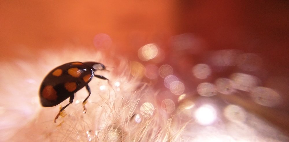 Неуловимая