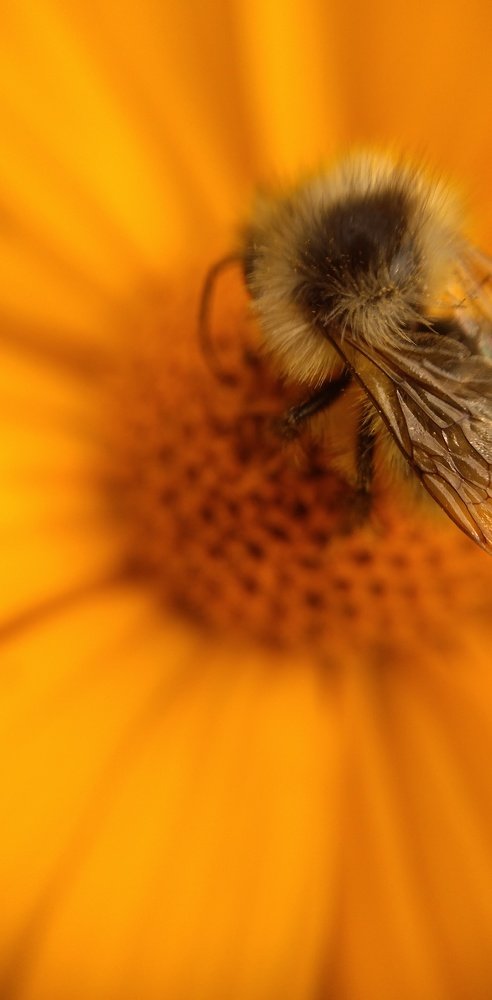 Пчёлка в шубке