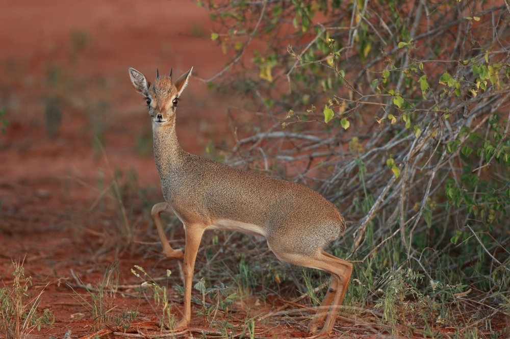Фотография автора Oskars Smelins