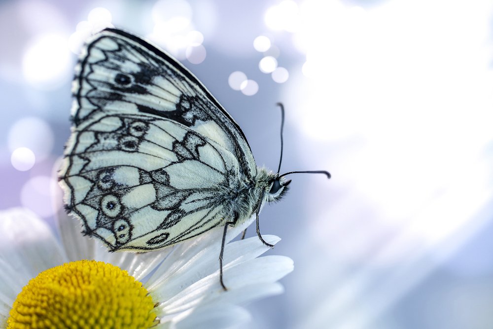 Photograph by Игорь Кляхин