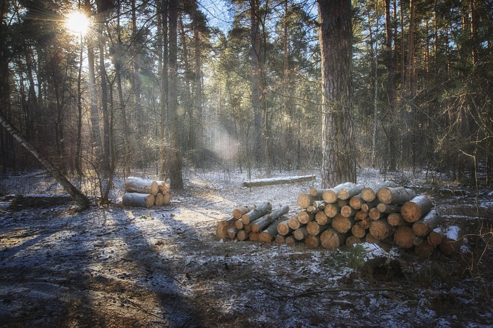 В сосновом лесу...