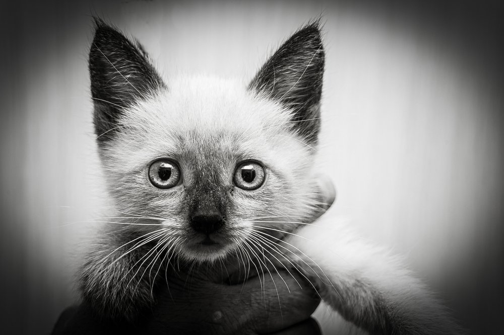 Photograph by Александр Малышев