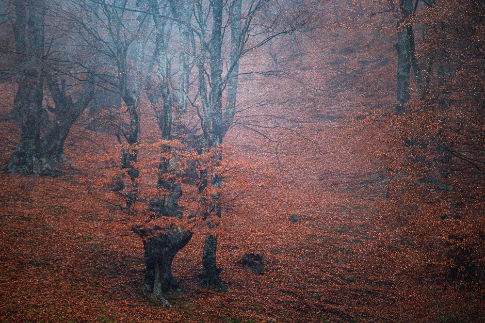 Photograph by Dzintra Zvagina