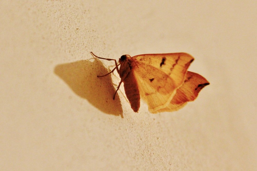 Photograph by Елена Ким