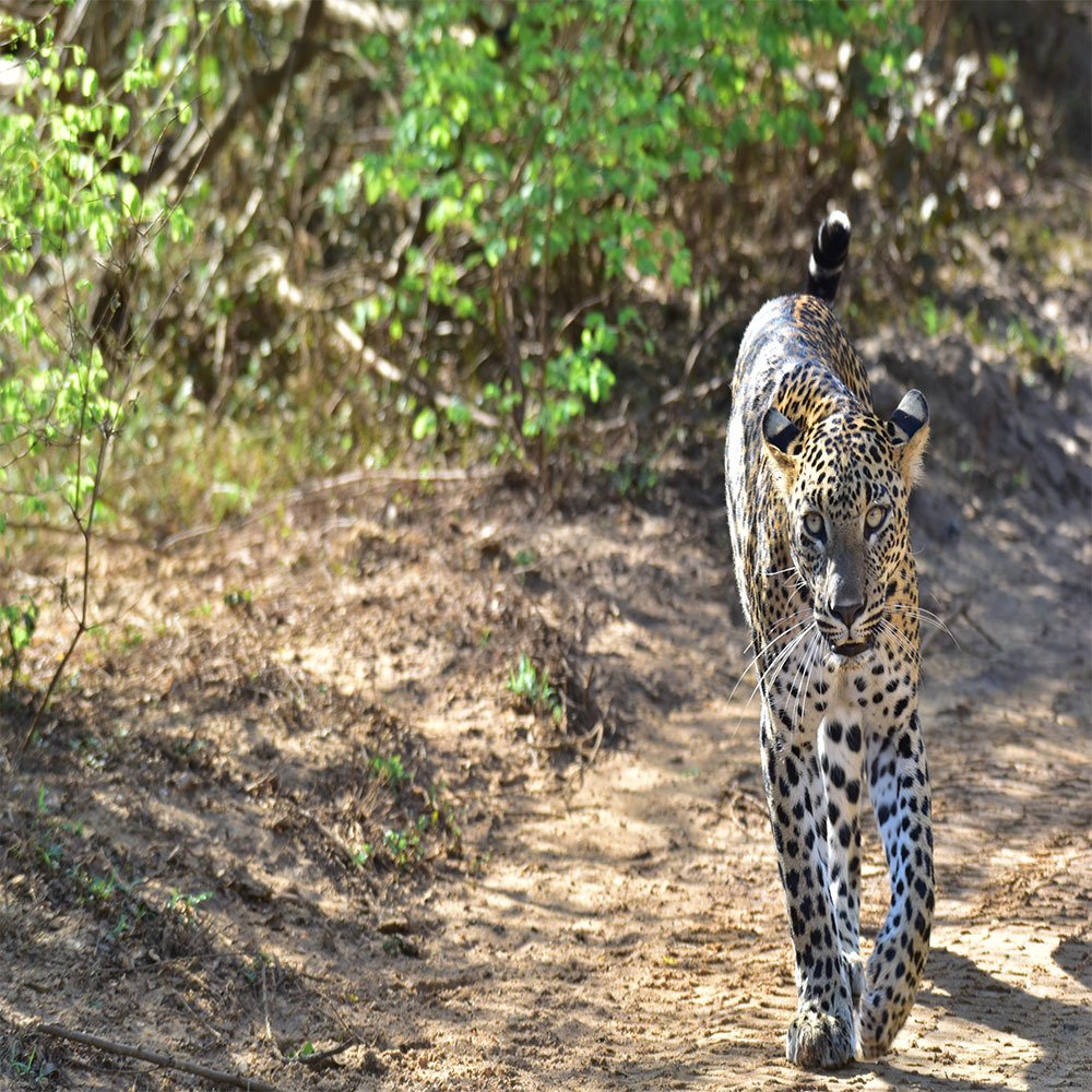 Leopard selena in yala