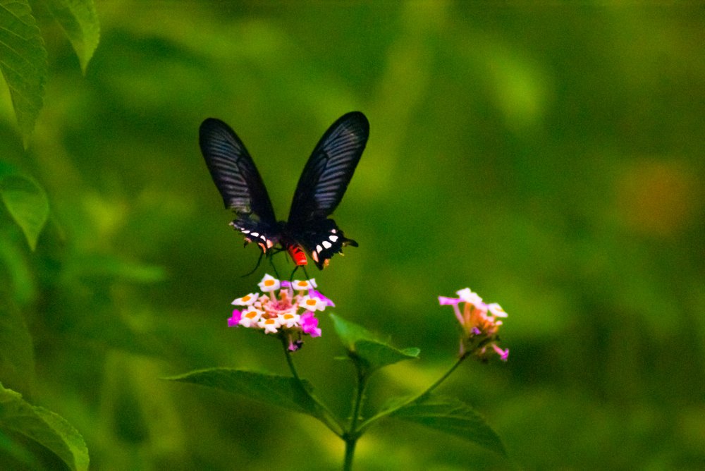 Photograph by Prithes Adhikary