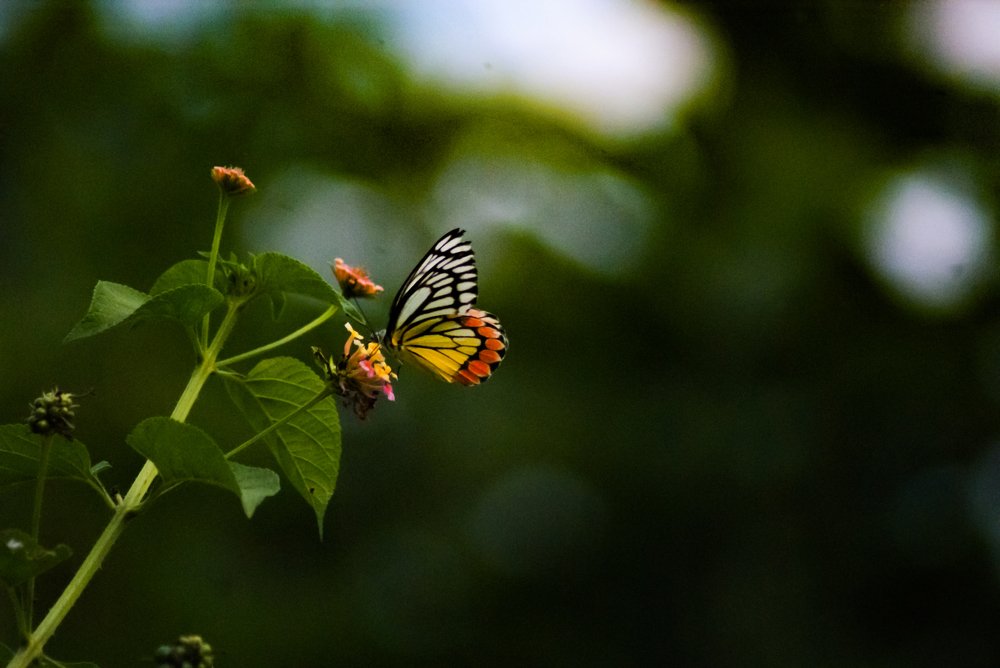Photograph by Prithes Adhikary