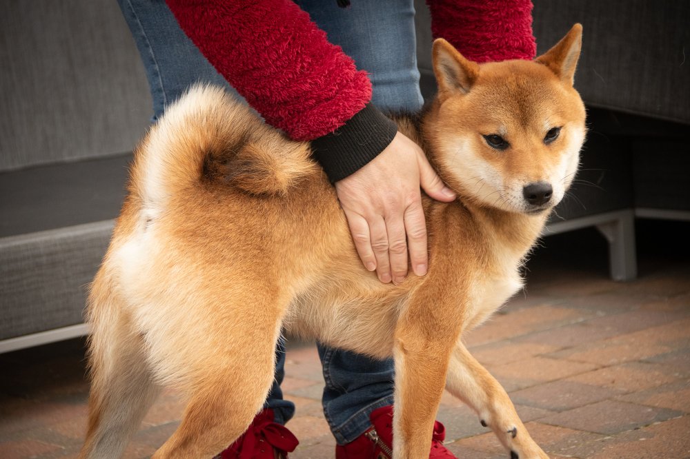 Фотография автора Saskia Termote