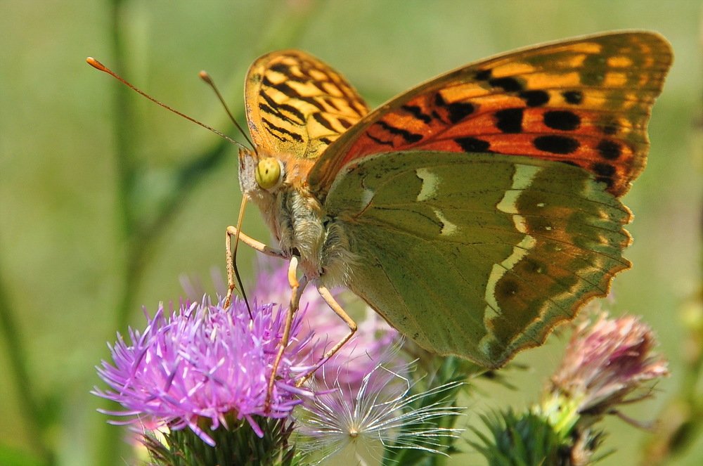 Photograph by Александр Штифман