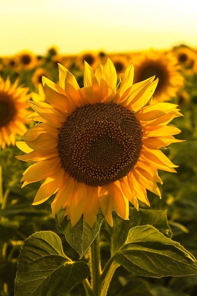 Photograph by Иванченко Ксения