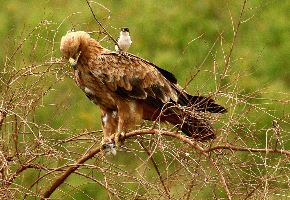 Photograph by Евгений Сизов